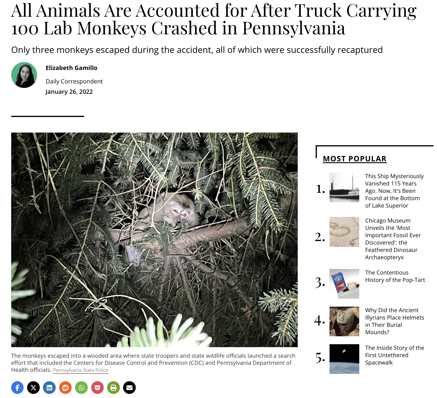 screenshot - All Animals Are Accounted for After Truck Carrying 100 Lab Monkeys Crashed in Pennsylvania Only three monkeys escaped during the accident, all of which were successfully recaptured Elizabeth Gamillo Daily Correspondent The monkeys escaped int